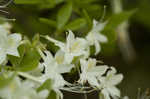 Alabama azalea